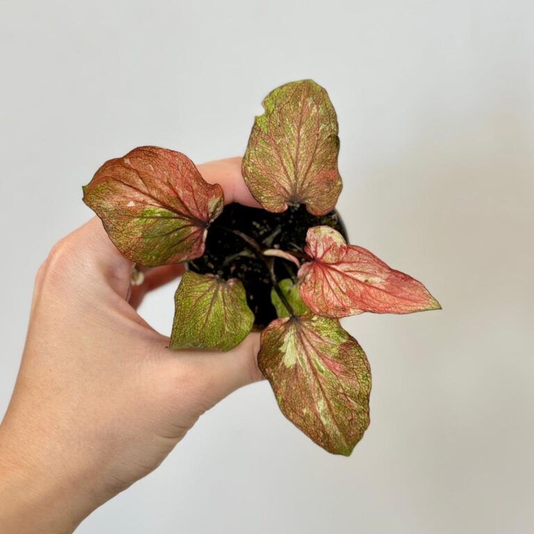 Caladium ‘Thai Hybrid’ mini | Izbové rastliny - Plantizia.sk