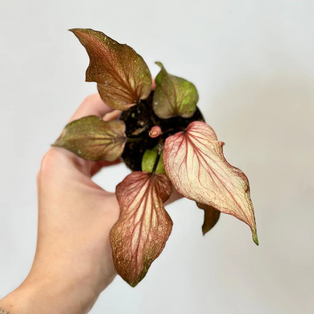 Caladium ‘Thai Hybrid’ mini Caladium ‘Thai Hybrid’ mini