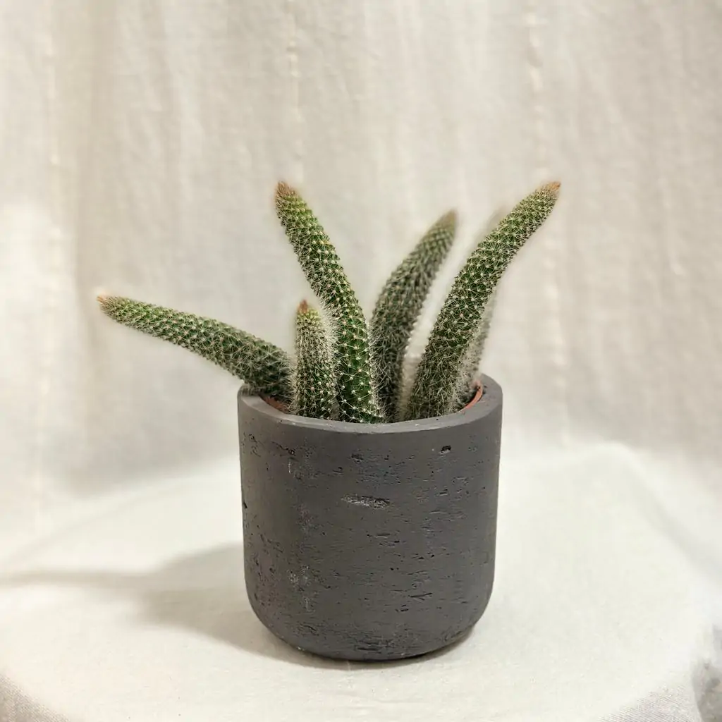 Kaktus Cleistocactus colademononis