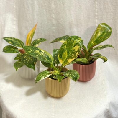 Philodendron ‘Green Congo Variegata’ malý Philodendron Green Congo Variegata panasovana izbova rastlina