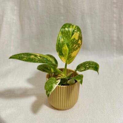 Philodendron ‘Green Congo Variegata’ malý Philodendron Green Congo Variegata panasovana izbova rastlina