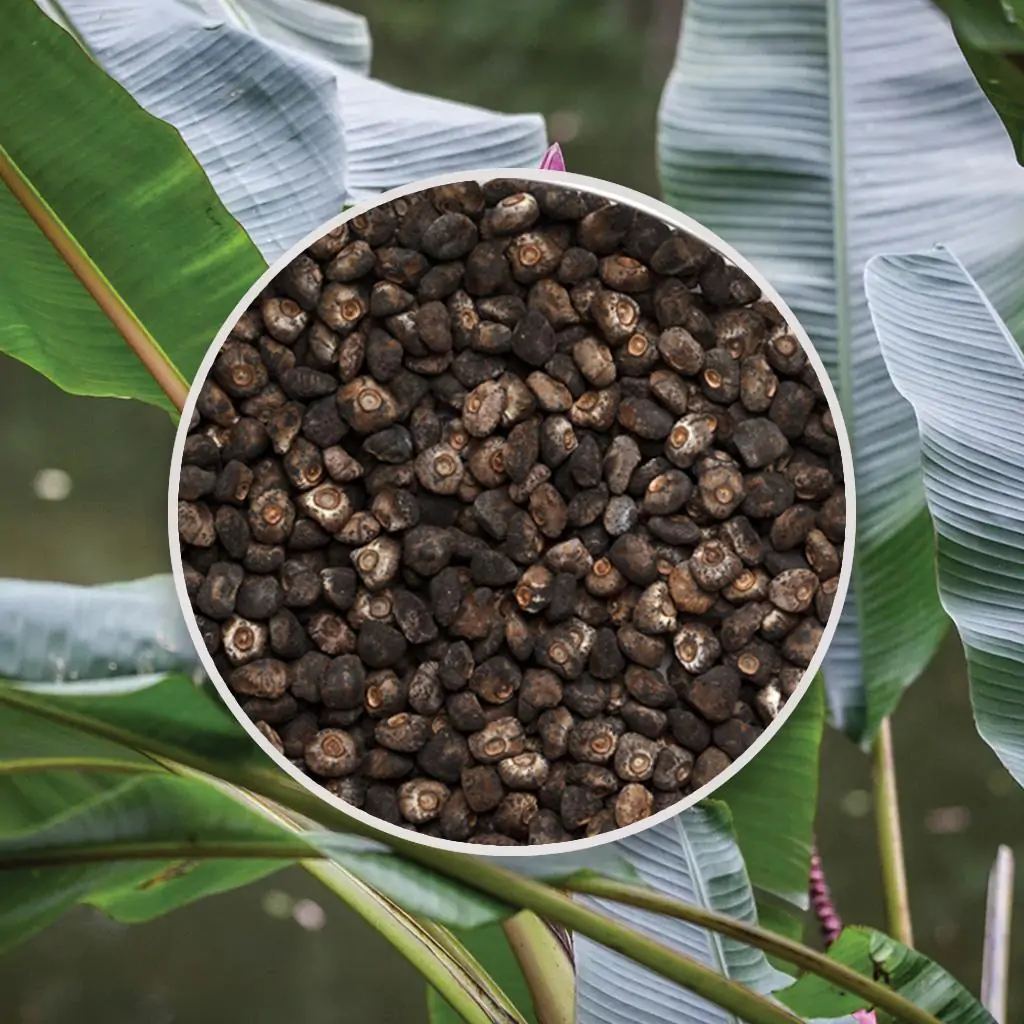 Semienka Banánovník / Musa velutina 3 ks Semienka Banánovník / Musa velutina 3 ks