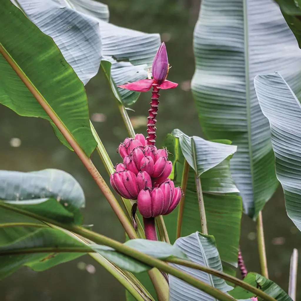 Pestovateľský set Banánovník / Musa velutina semienka bananovnik musa velutina semena izbovych rastlin pestovanie zo semien