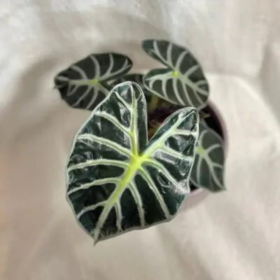 alocasia Balloon Heart’