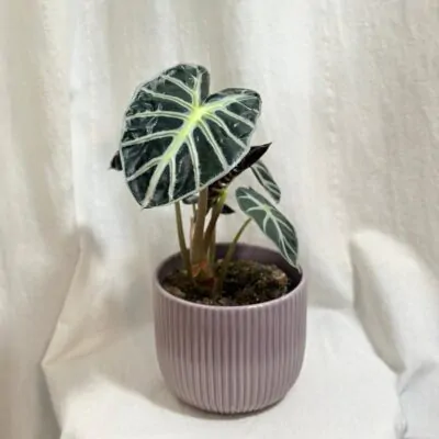 alocasia Balloon Heart