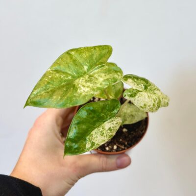 Alocasia odora Batik Variegata