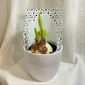 Hippeastrum / Amarylis biely