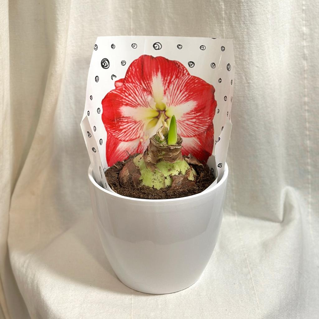 Hippeastrum / Amarylis červeno-biely