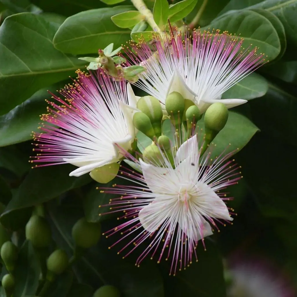 Barringtonia asiatica Barringtonia asiatica kvet