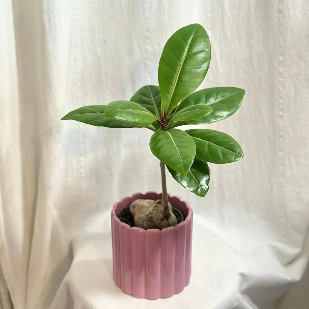 Barringtonia asiatica Barringtonia asiatica mangrove