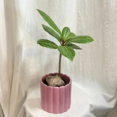 Barringtonia asiatica Barringtonia asiatica mangrove