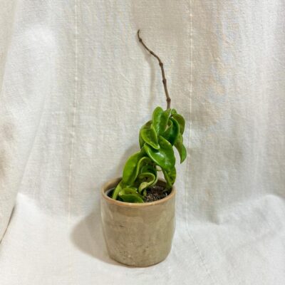 hoya carnosa compacta zaujimava voskovka