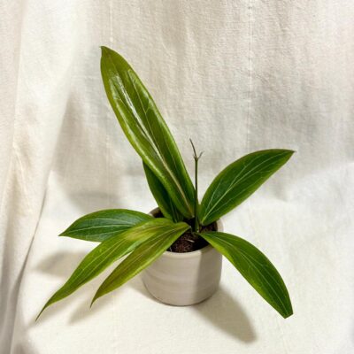 hoya soligamiana voskovka