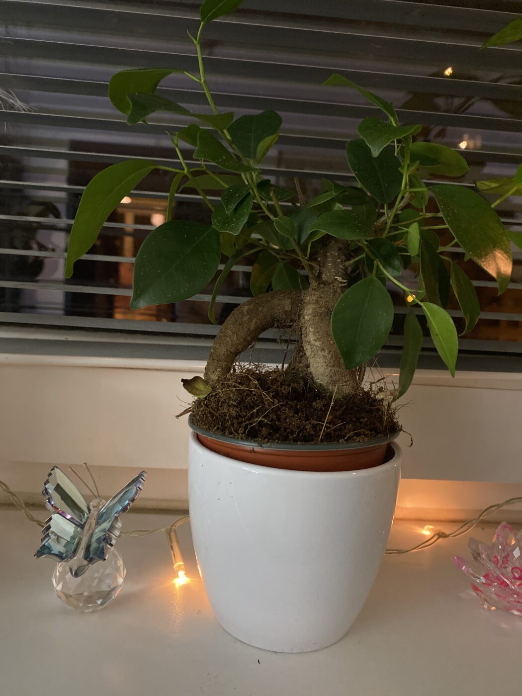 Image #1 from Lenka S.