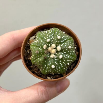 Kaktus Astrophytum asterias malý