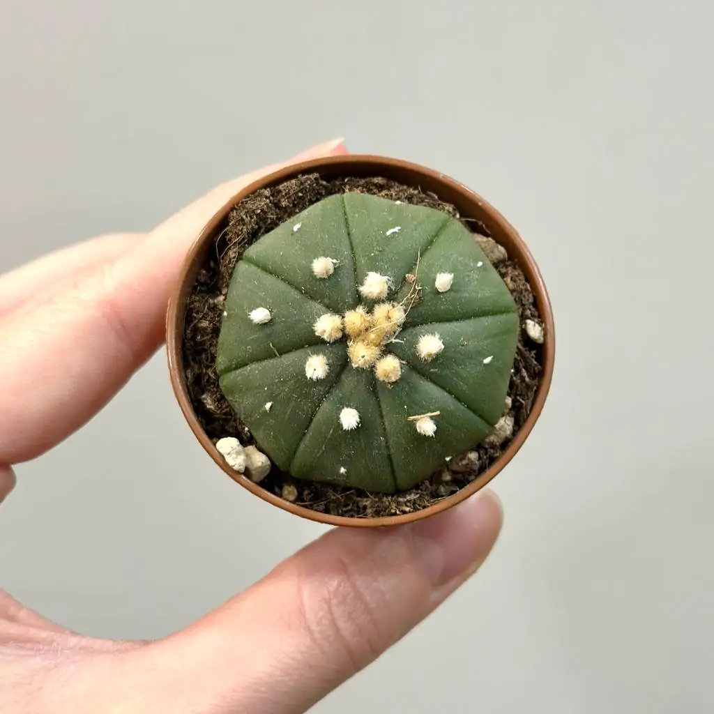 Kaktus Astrophytum asterias nudum malý Kaktus Astrophytum asterias nudus