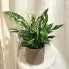 lopatkovec spathiphyllum sweet curiosa