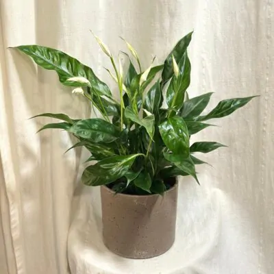 lopatkovec spathiphyllum sweet curiosa