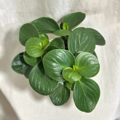 peperomia obtusifolia ‘Red Canyon’