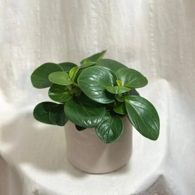 peperomia obtusifolia ‘Red Canyon’