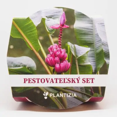 musa velutina bananovnik pestovatelsky set zo semien semienka izbovych rastlin