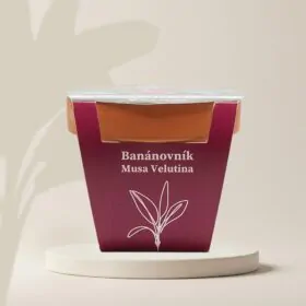 Pestovateľský set Banánovník / Musa velutina