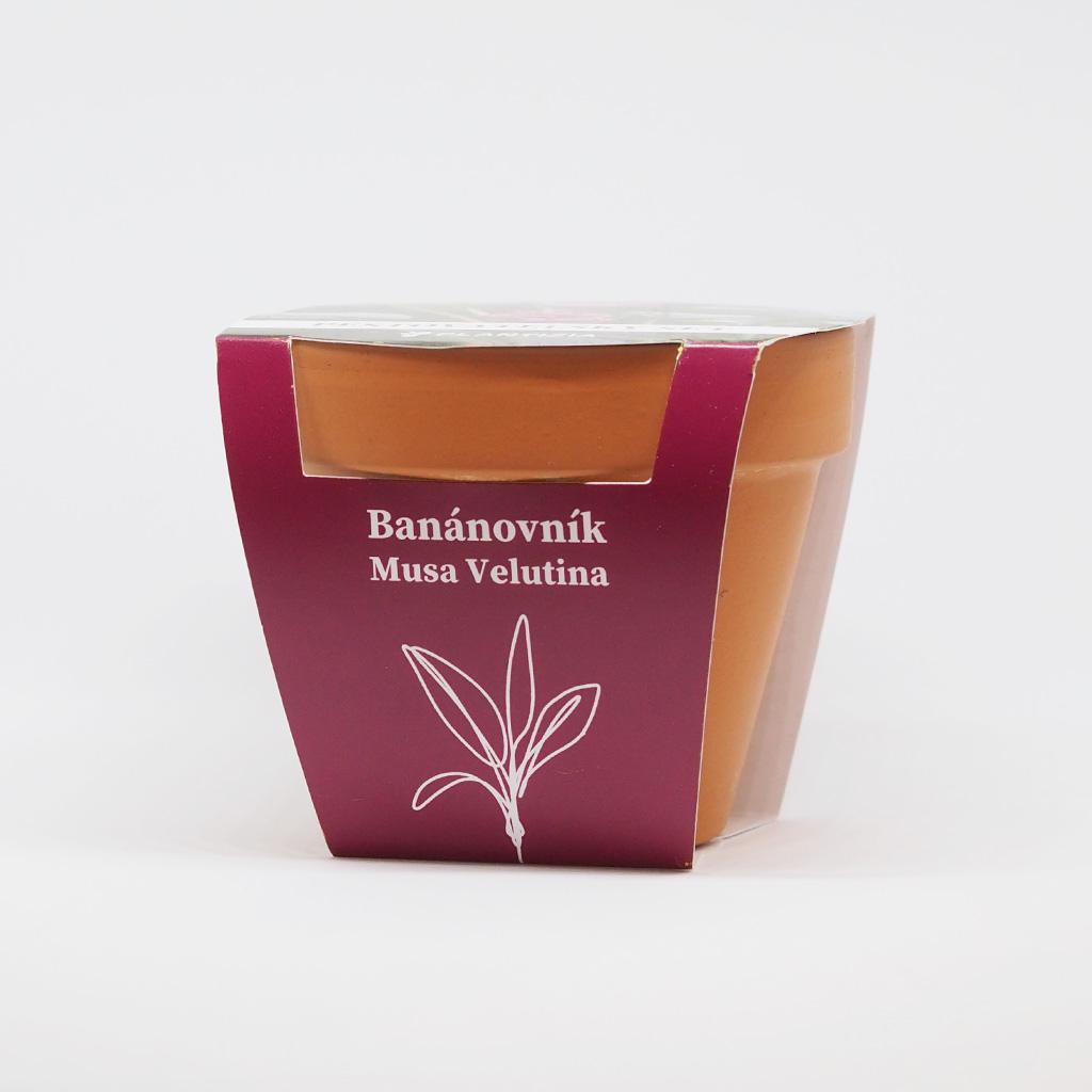 Pestovateľský set Banánovník / Musa velutina musa velutina bananovnik pestovatelsky set zo semien semienka izbovych rastlin