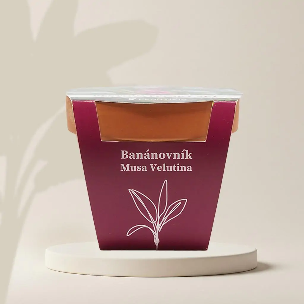 Pestovateľský set Banánovník / Musa velutina musa velutina bananovnik pestovatelsky set zo semien semienka izbovych rastlin