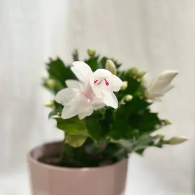 Schlumbergera Vianočný kaktus biely