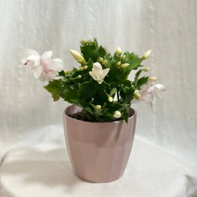 Schlumbergera Vianočný kaktus biely