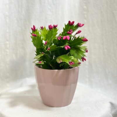 Schlumbergera / Vianočný kaktus ružový Schlumbergera Vianočný kaktus ruzovy