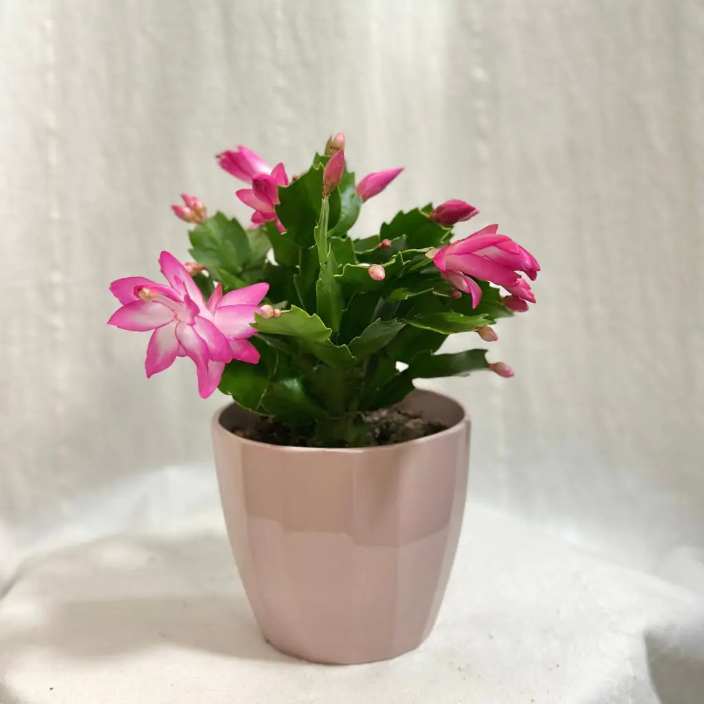 Schlumbergera / Vianočný kaktus ružový