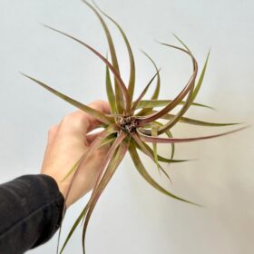 Tillandsia multiflora red veľká