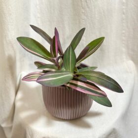 Tradescantia pallida variegata ‘Pink Stripes’