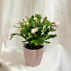 Schlumbergera Thor / Vianočný kaktus biely veľký