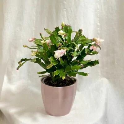 Schlumbergera Thor / Vianočný kaktus biely veľký