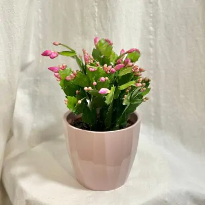 vianocny kaktus ruzovy schlumbergera