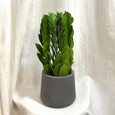 Zamioculcas zamiifolia tower nenarocna zelena izbova rastlina do tiena