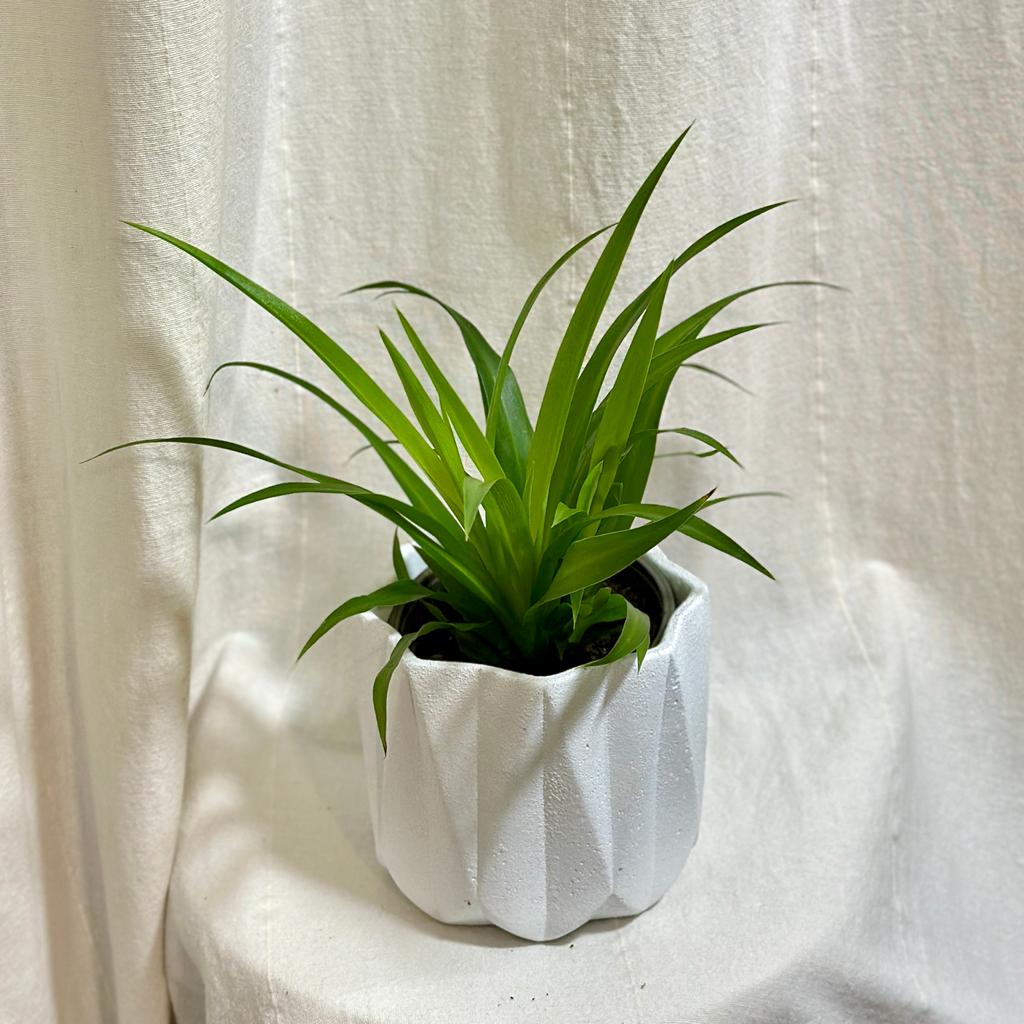 Zelenec / Chlorophytum comosum ‘Green’