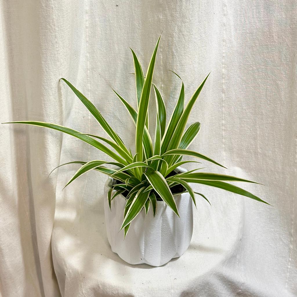 Zelenec / Chlorophytum comosum ‘Ocean’