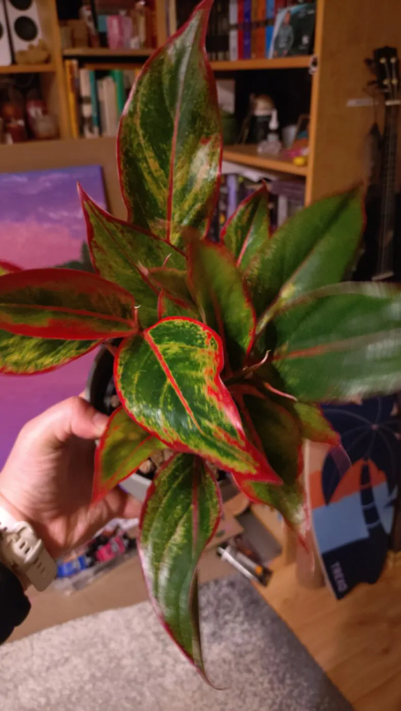 Image #1 from Anonym