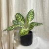 Aglaonema ‘Zebra’ aglaonema zebra zelena nenarocna izbova rastlina