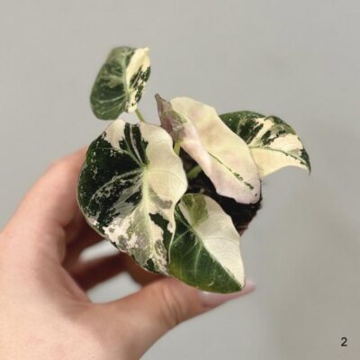 Alocasia Black Velvet Pink Variegata