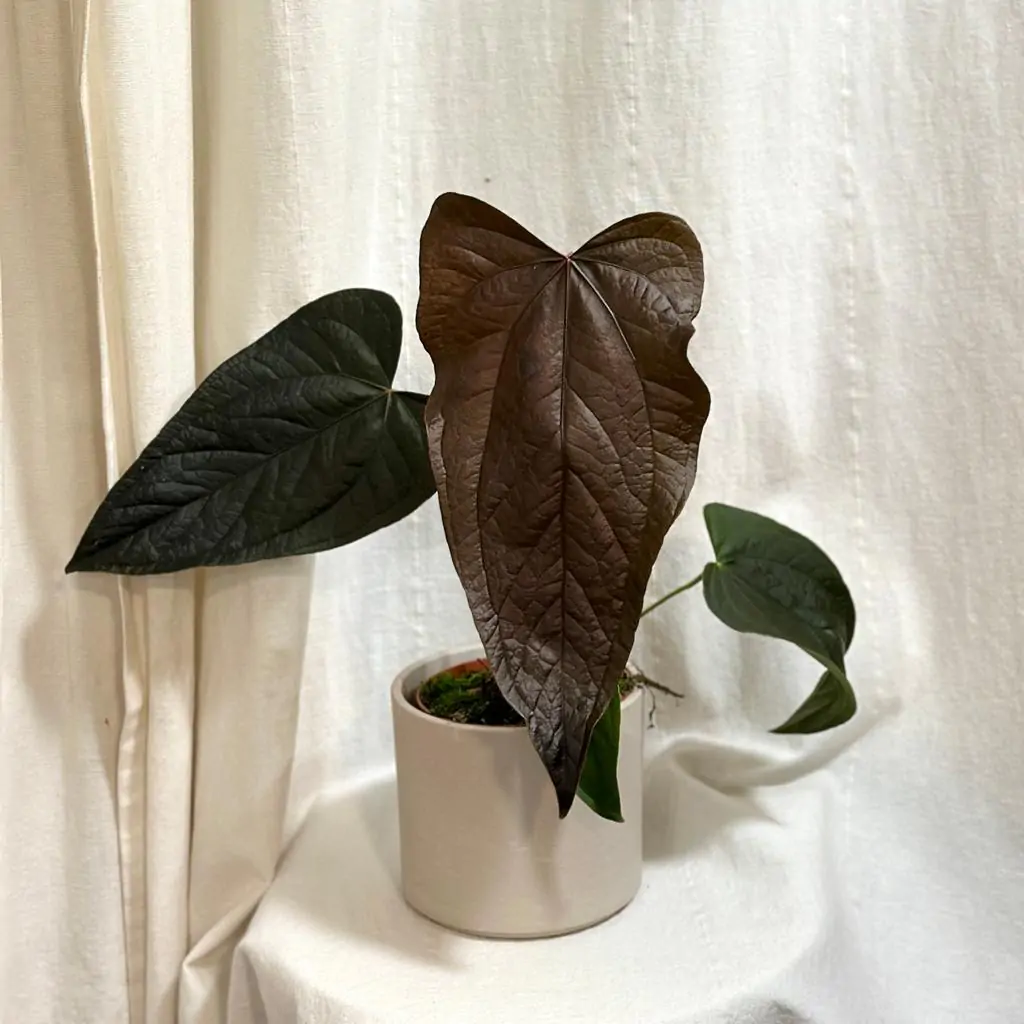 Anthurium ‘Queen of Hearts’ veľké