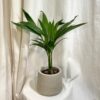 Areca catechu areca catechu