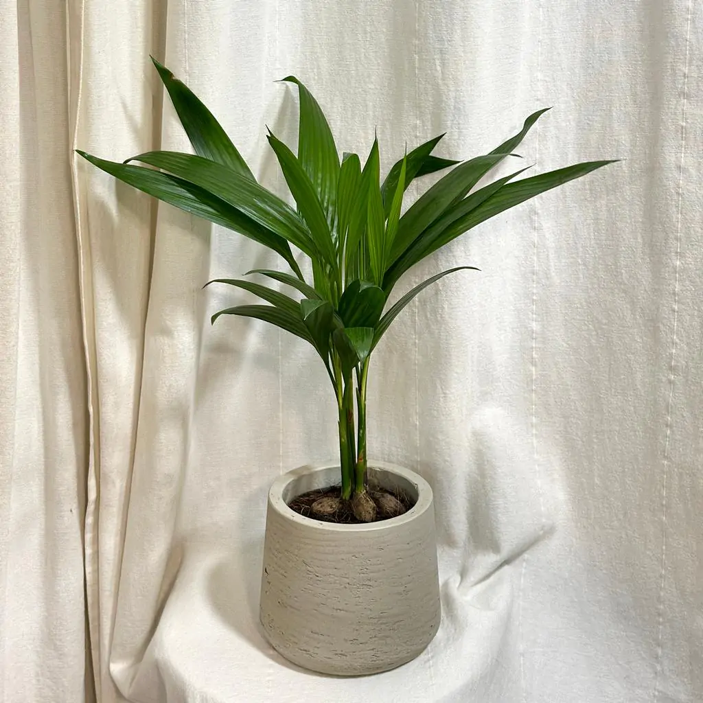 Areca catechu