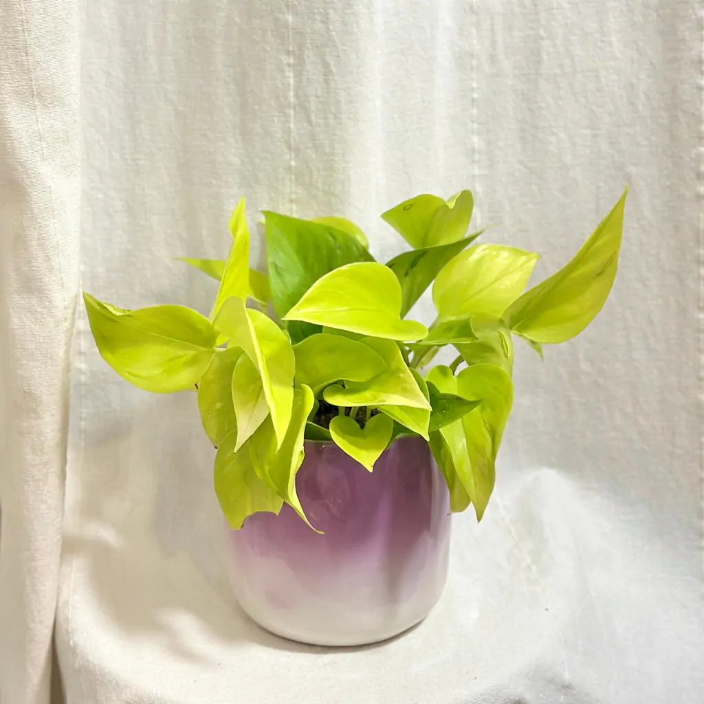Pothos Epipremnum aureum ‘Champs Élysées’