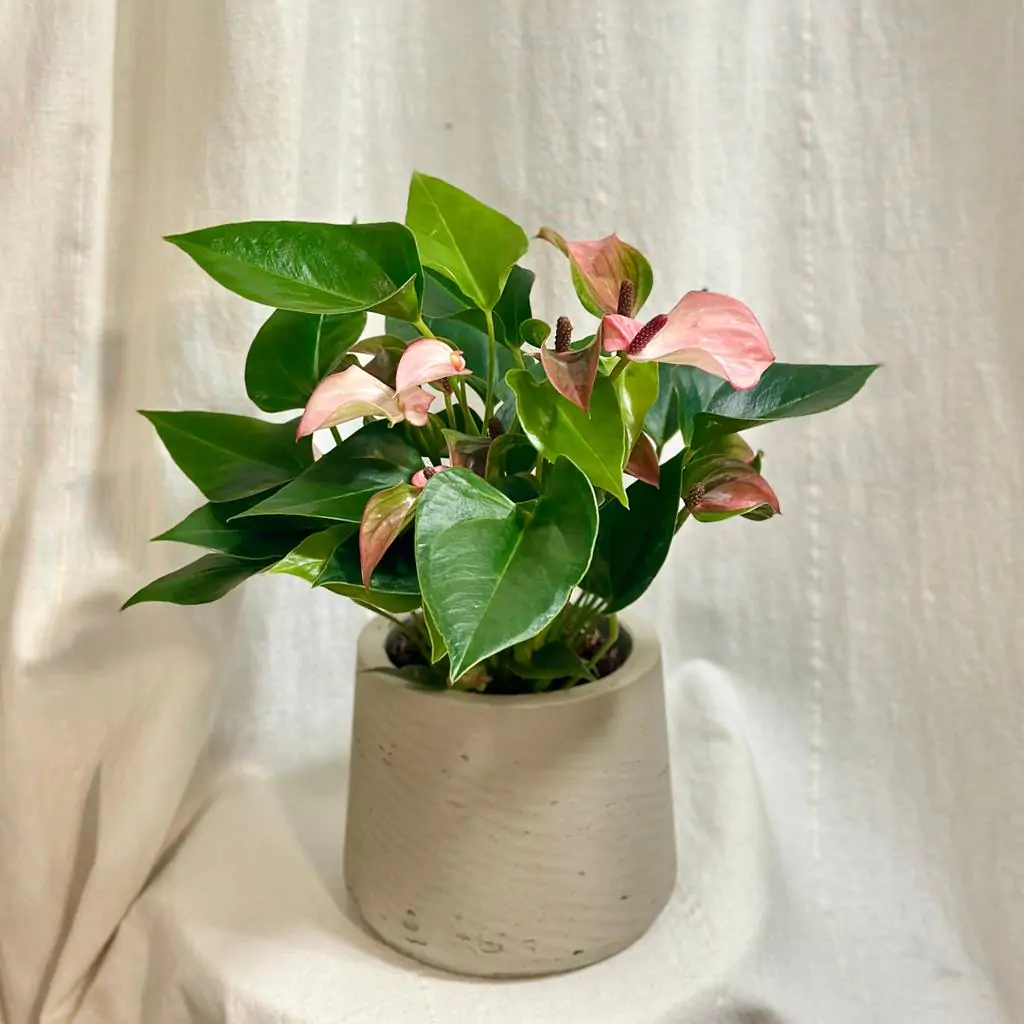 Anthurium andraeanum ‘Matata’