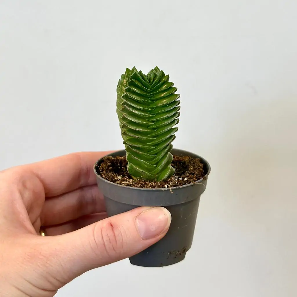 Tučnolist / Crassula ‘Buddha's Temple’ malá
