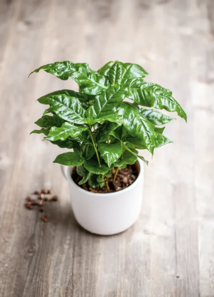 kavovnik coffea arabica ako pestovat ako sa starat